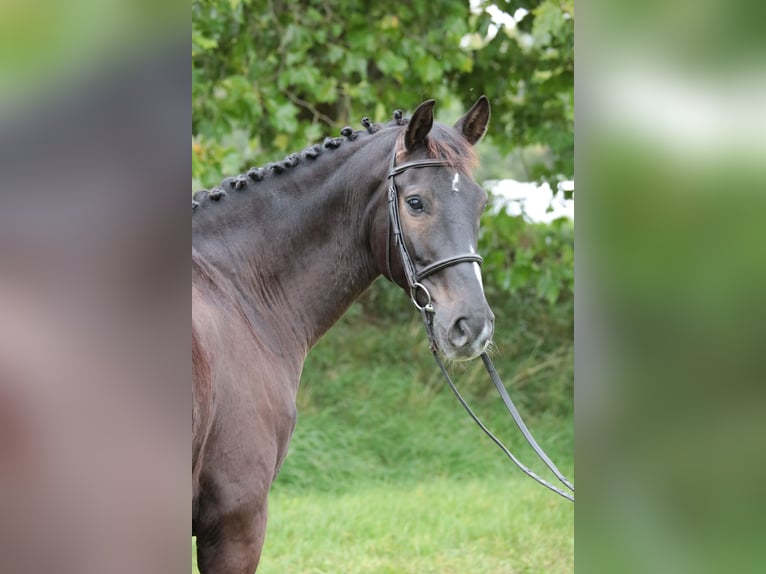 Cheval de selle allemand Hongre 9 Ans 169 cm Bai brun in Neuenrade