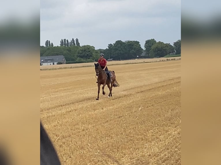 Cheval de selle allemand Hongre 9 Ans 170 cm Bai in Neukirchen-Vluyn