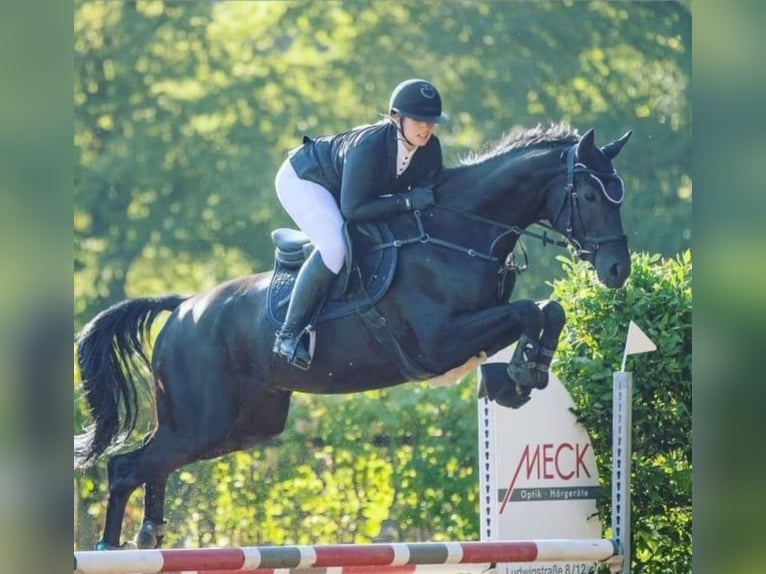Cheval de selle allemand Hongre 9 Ans 170 cm Noir in Burgthann