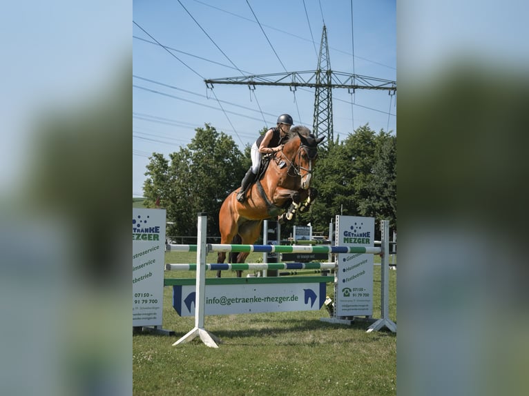 Cheval de selle allemand Hongre 9 Ans 172 cm Bai in Markgröningen