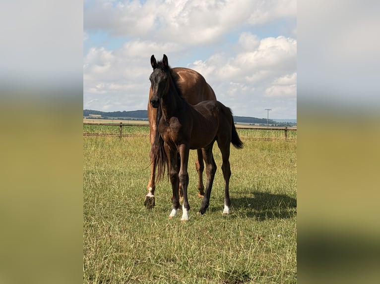Cheval de selle allemand Inconnu Poulain (04/2026) Bai brun foncé in WegelebenWegeleben