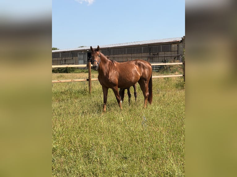 Cheval de selle allemand Inconnu Poulain (04/2026) Bai brun foncé in WegelebenWegeleben