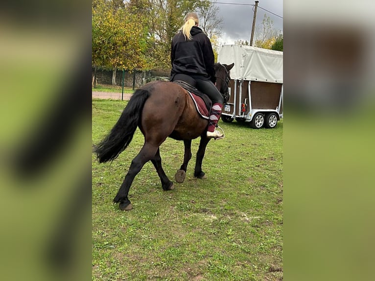 Cheval de selle allemand Croisé Jument 10 Ans 140 cm Bai in Helbra