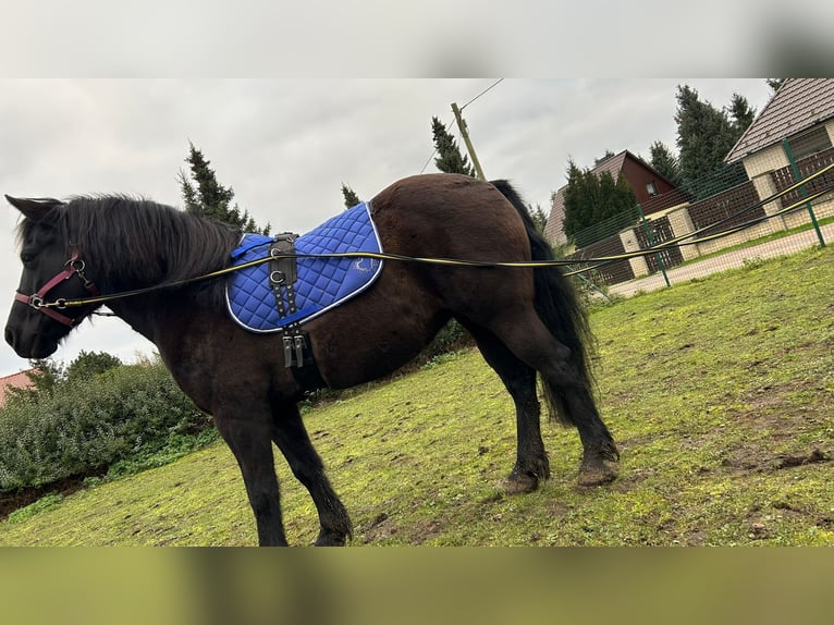 Cheval de selle allemand Croisé Jument 10 Ans 140 cm Bai in Helbra