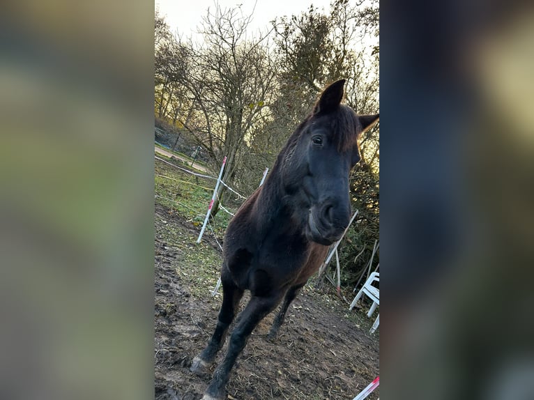 Cheval de selle allemand Croisé Jument 10 Ans 140 cm Bai in Helbra