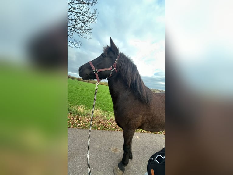 Cheval de selle allemand Croisé Jument 10 Ans 140 cm Bai in Helbra