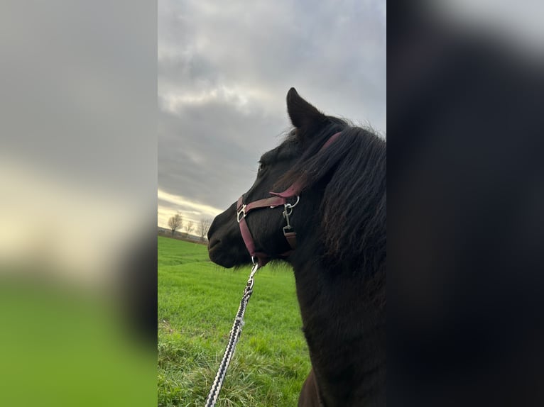 Cheval de selle allemand Croisé Jument 10 Ans 140 cm Bai in Helbra