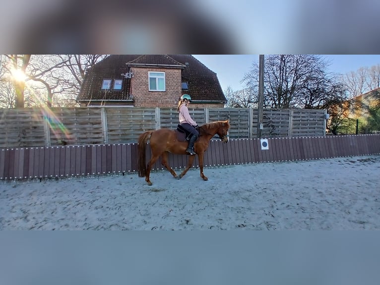 Cheval de selle allemand Jument 10 Ans 142 cm Alezan in Celle