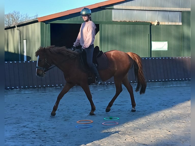 Cheval de selle allemand Jument 10 Ans 142 cm Alezan in Celle