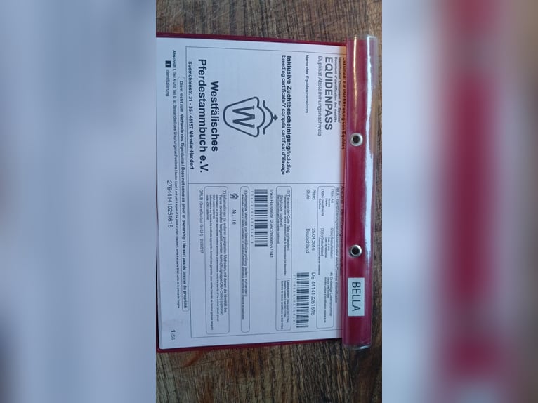 Cheval de selle allemand Jument 10 Ans 164 cm Bai in Haren