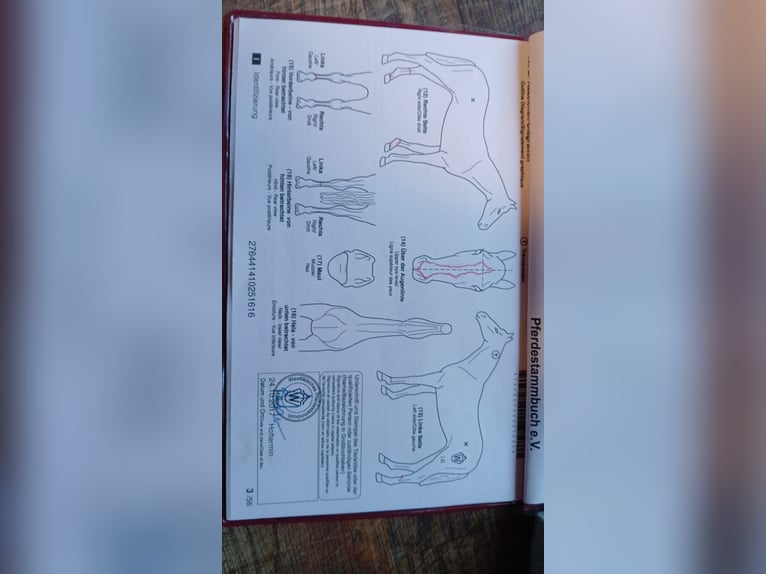 Cheval de selle allemand Jument 10 Ans 164 cm Bai in Haren