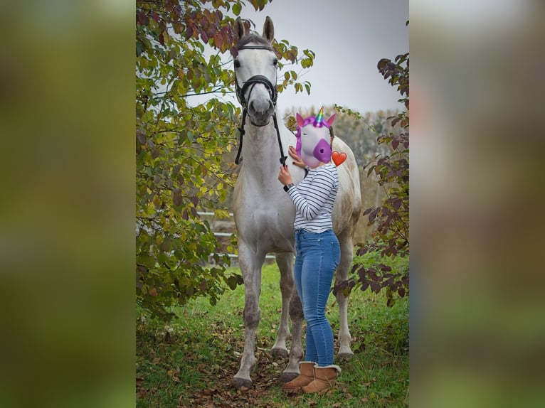 Cheval de selle allemand Jument 10 Ans 164 cm Gris in Ludwigsburg