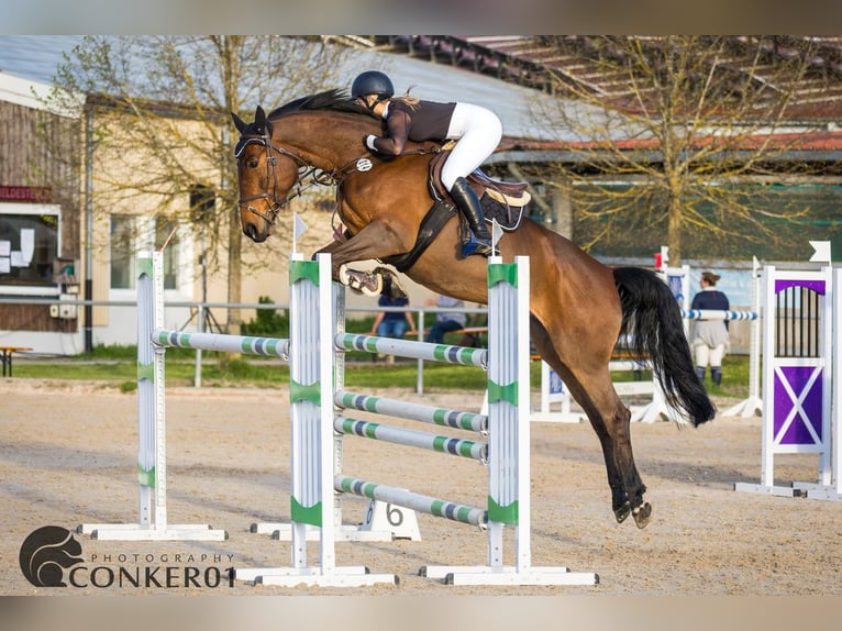 Cheval de selle allemand Jument 10 Ans 165 cm Bai in Radolfzell am Bodensee