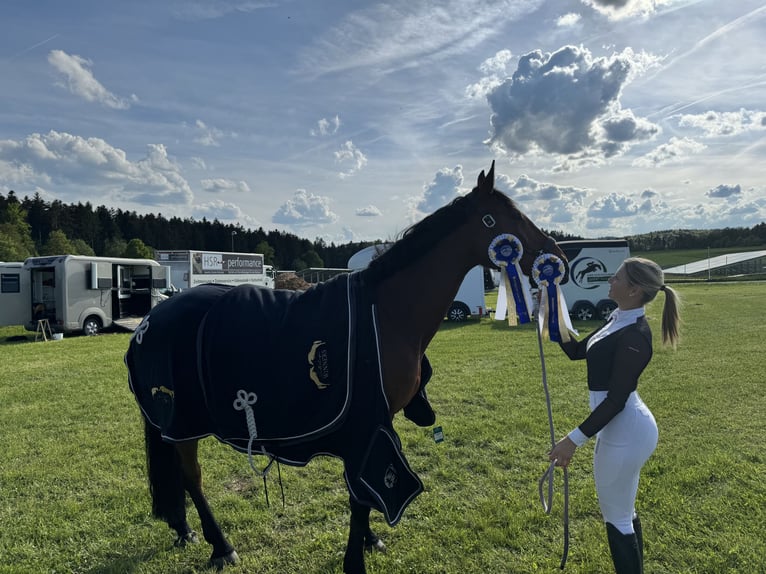 Cheval de selle allemand Jument 10 Ans 165 cm Bai in Radolfzell am Bodensee
