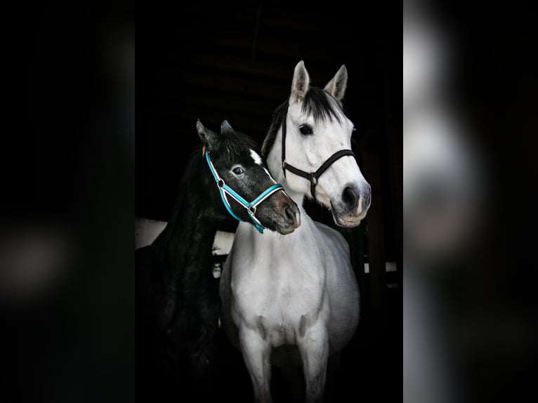 Cheval de selle allemand Jument 10 Ans 165 cm in Suhl