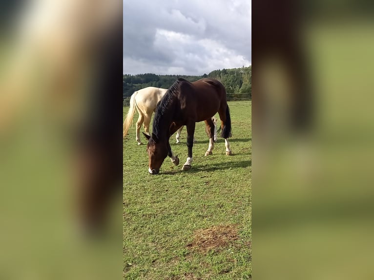 Cheval de selle allemand Jument 10 Ans 165 cm  in Rieneck