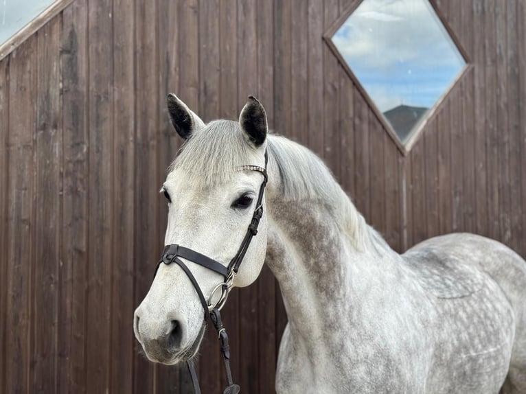 Cheval de selle allemand Jument 10 Ans 165 cm Gris in Rosendahl