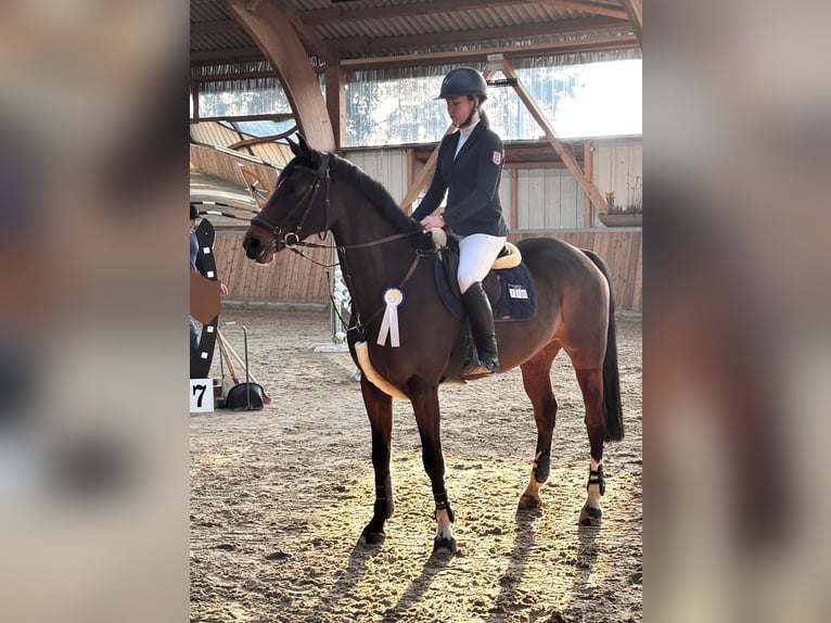 Cheval de selle allemand Jument 10 Ans 167 cm Bai in Riedstadt