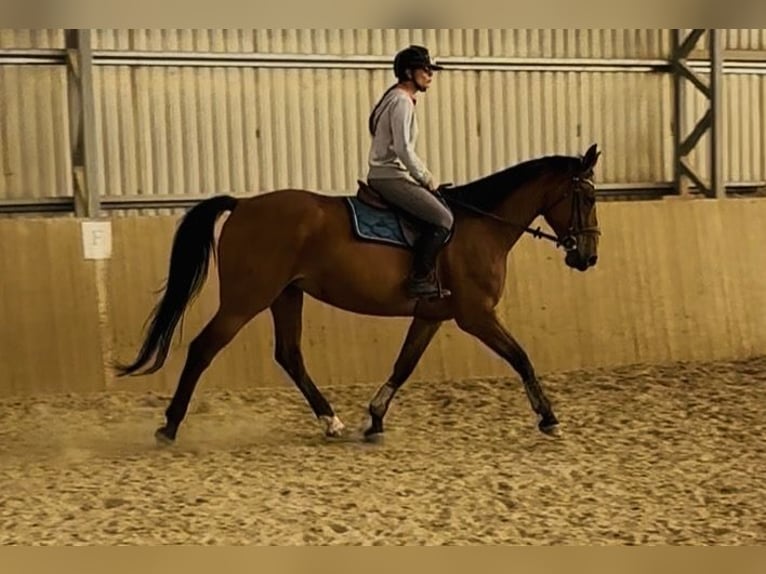 Cheval de selle allemand Jument 10 Ans 168 cm Bai brun in Weiterstadt