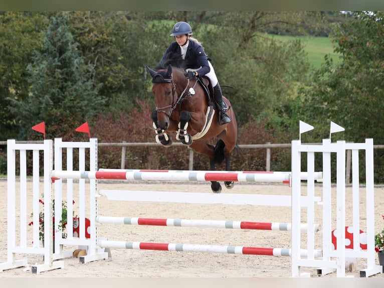 Cheval de selle allemand Jument 10 Ans 168 cm Bai in Altusried
