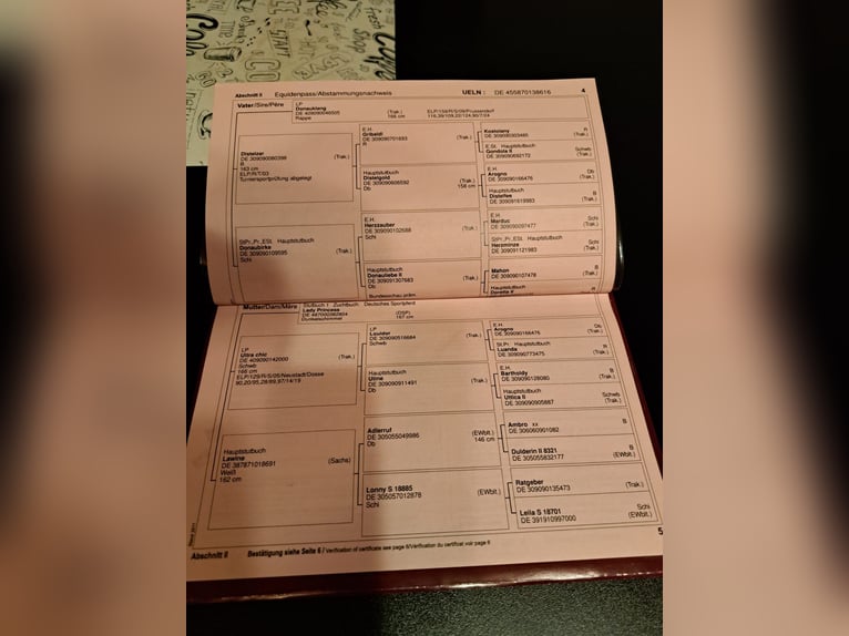 Cheval de selle allemand Jument 10 Ans 168 cm Gris pommelé in Isenbüttel