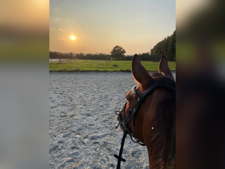 Cheval de selle allemand Jument 10 Ans 170 cm Bai in Münster