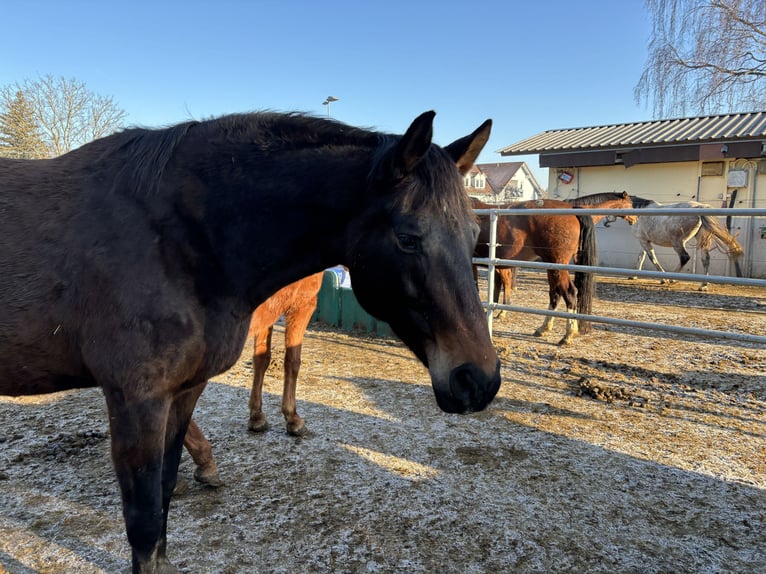 Cheval de selle allemand Jument 10 Ans 176 cm Bai brun in Mengen