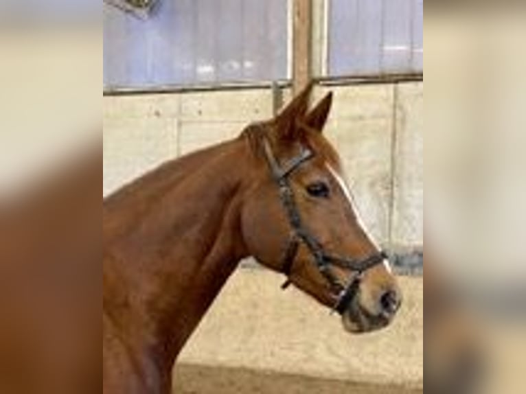 Cheval de selle allemand Jument 11 Ans 160 cm Alezan in Porta Westfalica
