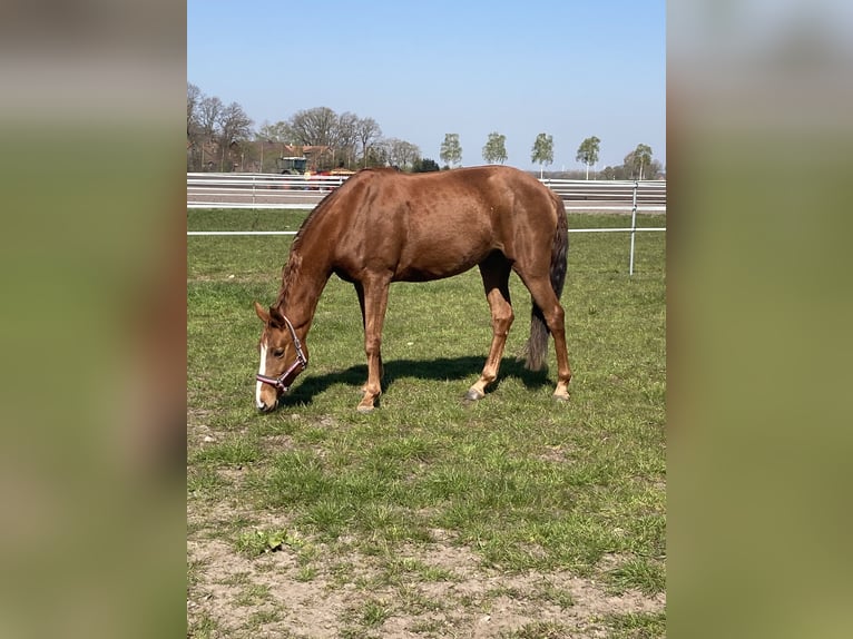 Cheval de selle allemand Jument 11 Ans 163 cm Alezan in Visbek