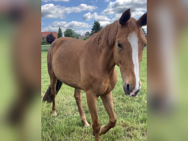 Cheval de selle allemand Jument 11 Ans 163 cm Alezan in Visbek