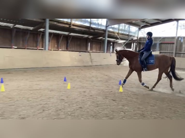 Cheval de selle allemand Jument 11 Ans 163 cm Alezan in Visbek