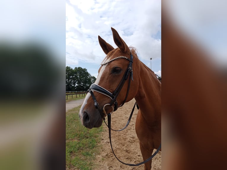 Cheval de selle allemand Jument 11 Ans 163 cm Alezan in Visbek