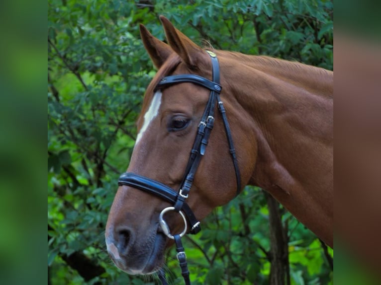 Cheval de selle allemand Jument 11 Ans 165 cm Alezan in Berlin