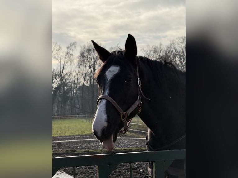 Cheval de selle allemand Jument 11 Ans 165 cm Bai in Bocholt