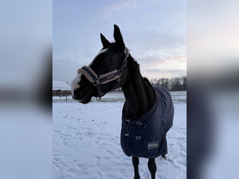 Cheval de selle allemand Jument 11 Ans 165 cm Bai in Bocholt