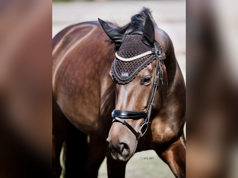 Cheval de selle allemand Jument 11 Ans 166 cm Bai brun in Südliches Anhalt