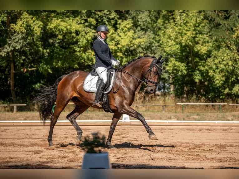 Cheval de selle allemand Jument 11 Ans 166 cm Bai brun in Südliches Anhalt