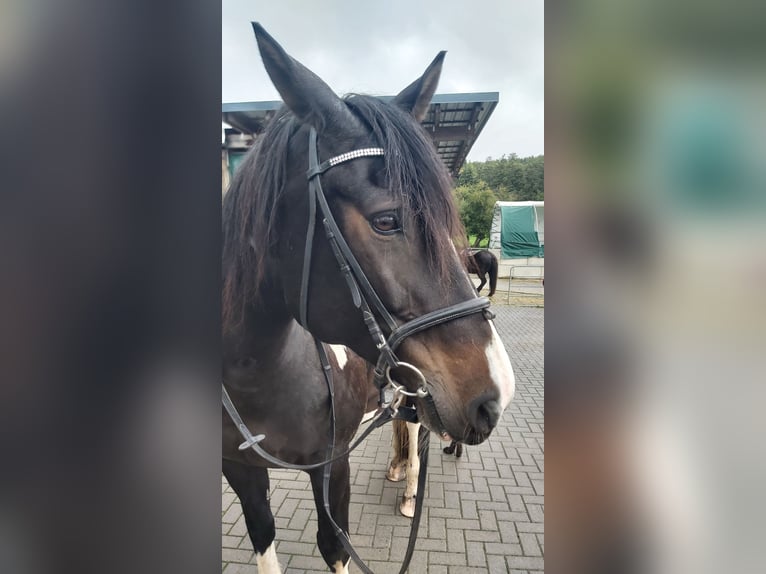 Cheval de selle allemand Jument 11 Ans 166 cm Pinto in Hadamar