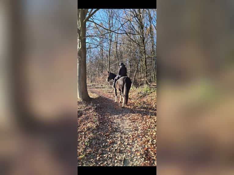 Cheval de selle allemand Jument 11 Ans 166 cm Pinto in Hadamar