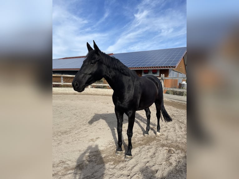 Cheval de selle allemand Jument 11 Ans 168 cm Noir in Nessetal