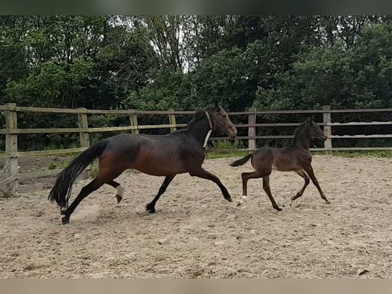 Cheval de selle allemand Jument 11 Ans 169 cm Bai in Herten