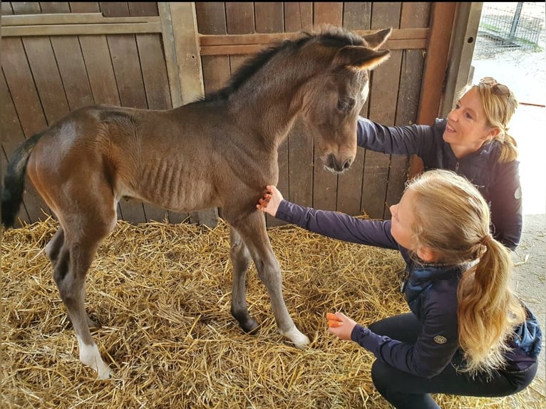 Cheval de selle allemand Jument 11 Ans 169 cm Bai in Herten