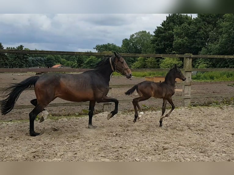 Cheval de selle allemand Jument 11 Ans 169 cm Bai in Herten