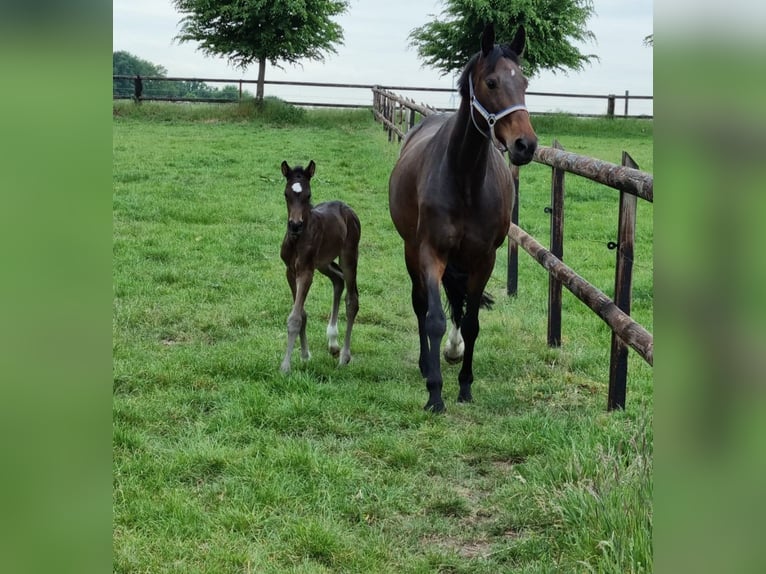 Cheval de selle allemand Jument 11 Ans 169 cm Bai in Herten