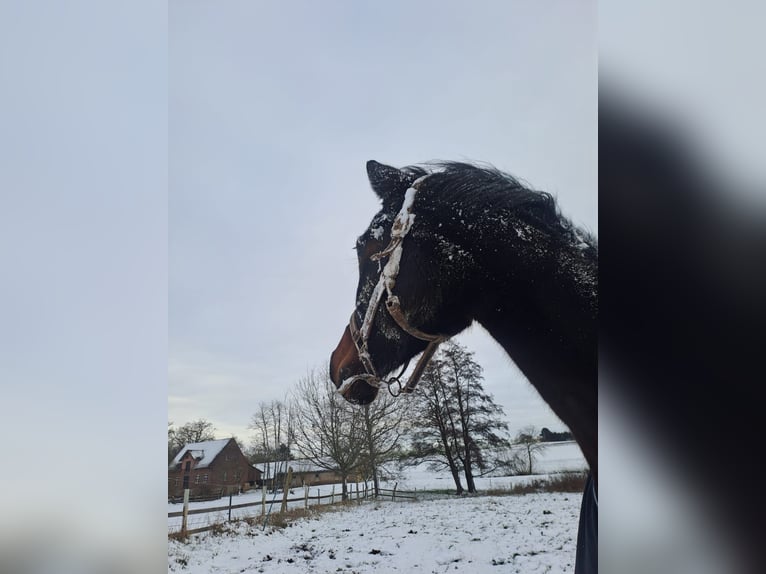 Cheval de selle allemand Jument 11 Ans 170 cm Bai brun in Melle