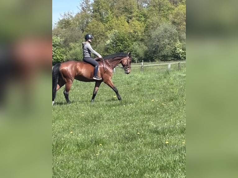 Cheval de selle allemand Jument 11 Ans 175 cm Bai in Ahaus