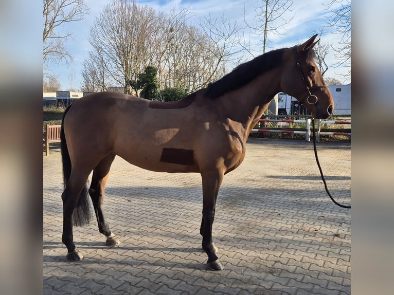 Cheval de selle allemand Jument 12 Ans 170 cm Bai in Willich