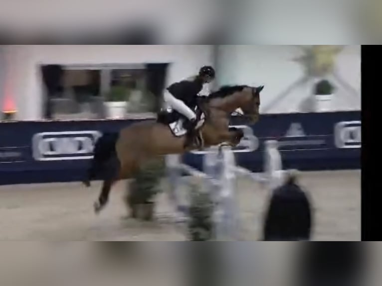 Cheval de selle allemand Jument 12 Ans 170 cm Bai in Willich