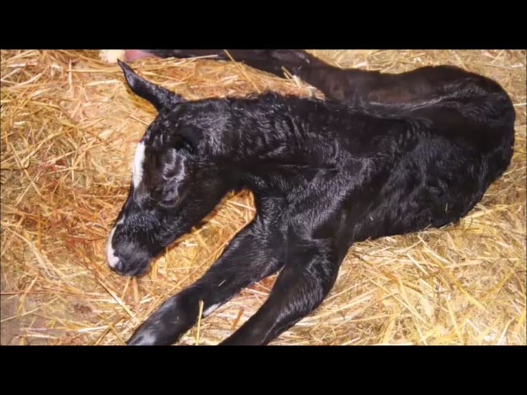 Cheval de selle allemand Jument 12 Ans in Löningen