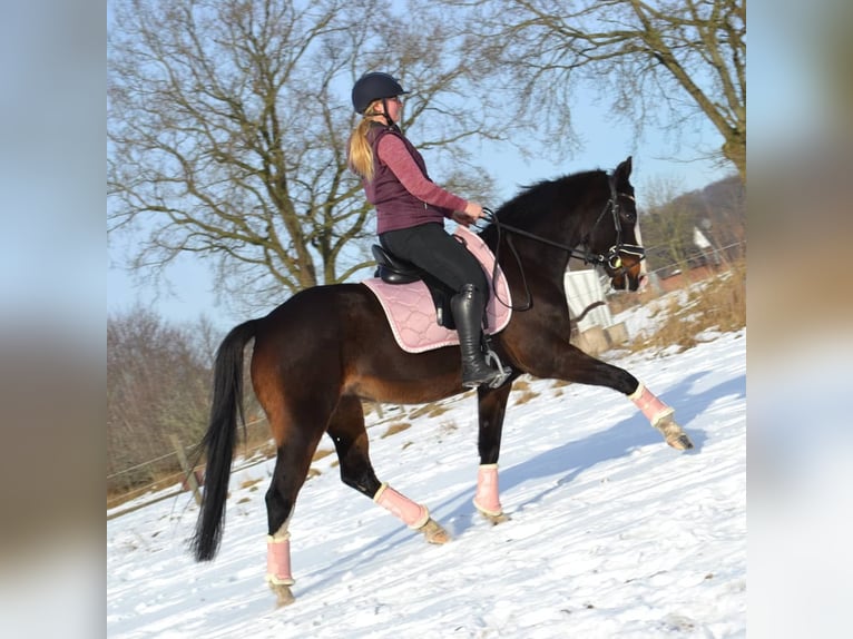 Cheval de selle allemand Jument 13 Ans 154 cm Bai brun in Schaalby